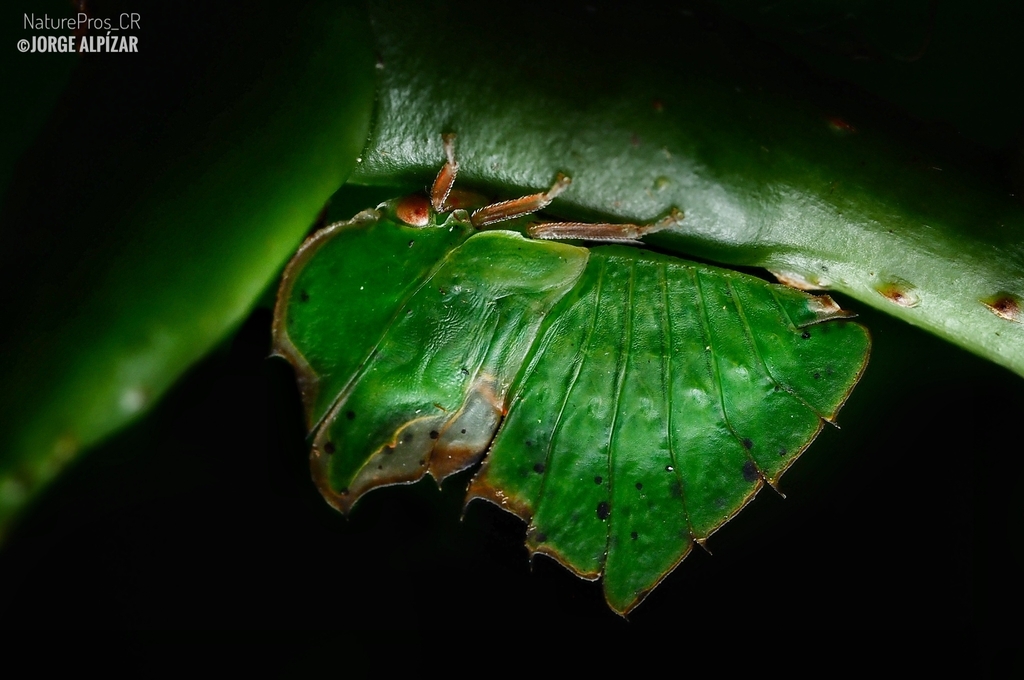 Typical Treehoppers