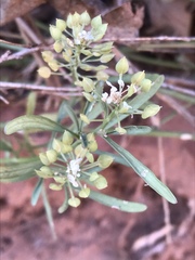 Lepidium montanum