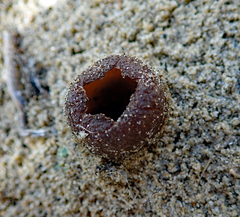 Peziza oceanica