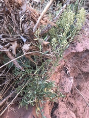 Lepidium montanum