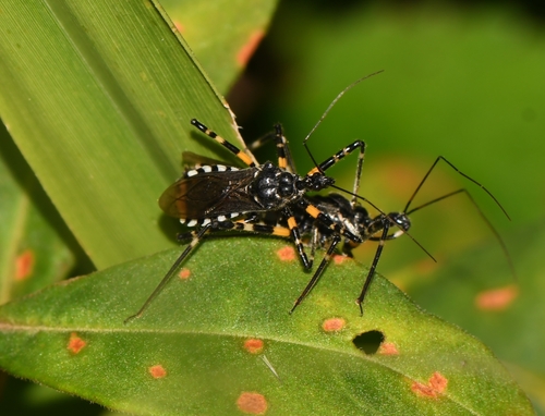 Sphedanolestes impressicollis