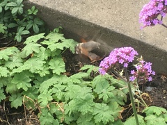 Macroglossum stellatarum