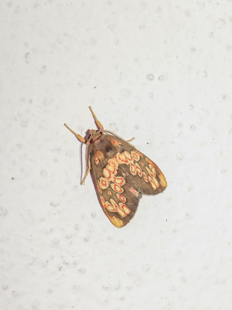 Ruforbifer erythrocricatus