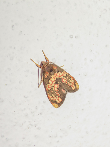 Ruforbifer erythrocricatus