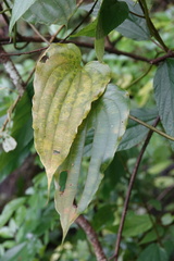 Stemona tuberosa