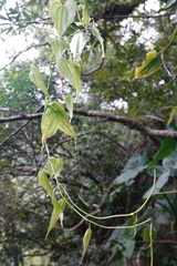 Stemona tuberosa