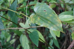 Stemona tuberosa