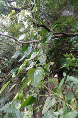 Stemona tuberosa