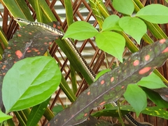 Dendrelaphis tristis