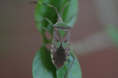 Prismatocerus prominulus