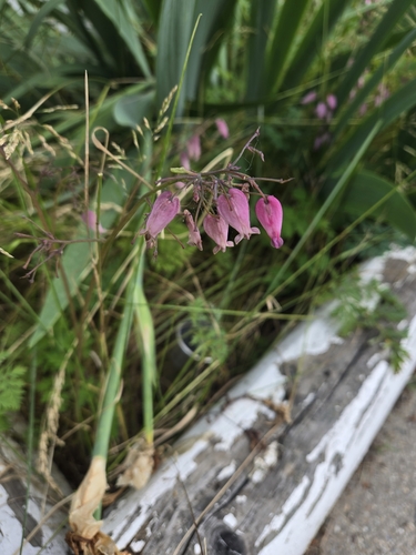 Bleeding-heart winter
