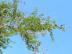 Microlobius foetidus