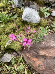 Chamaenerion fleischeri