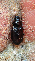 Hypharpax antarcticus