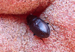 Hypharpax antarcticus