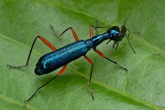Neocollyris