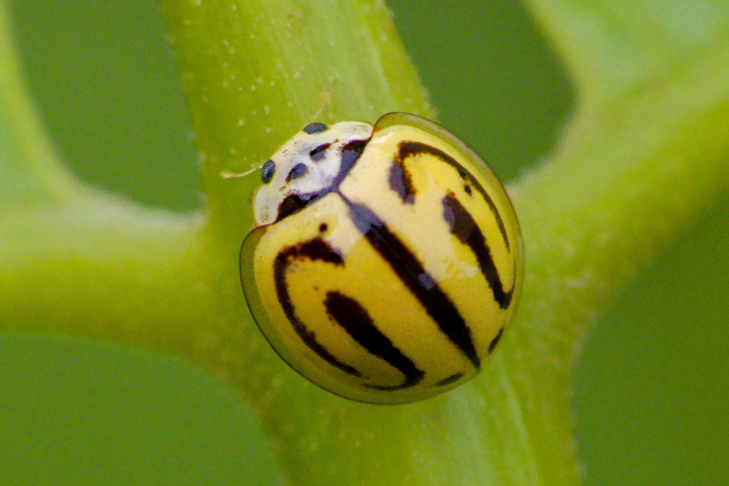Anegleis cardoni