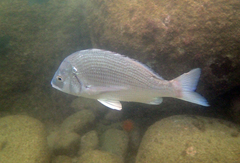 Acanthopagrus schlegelii
