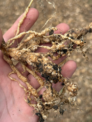 Nematoide (Meloidogyne spp.)