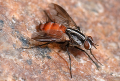 Vanderwulpia atrophopodoides
