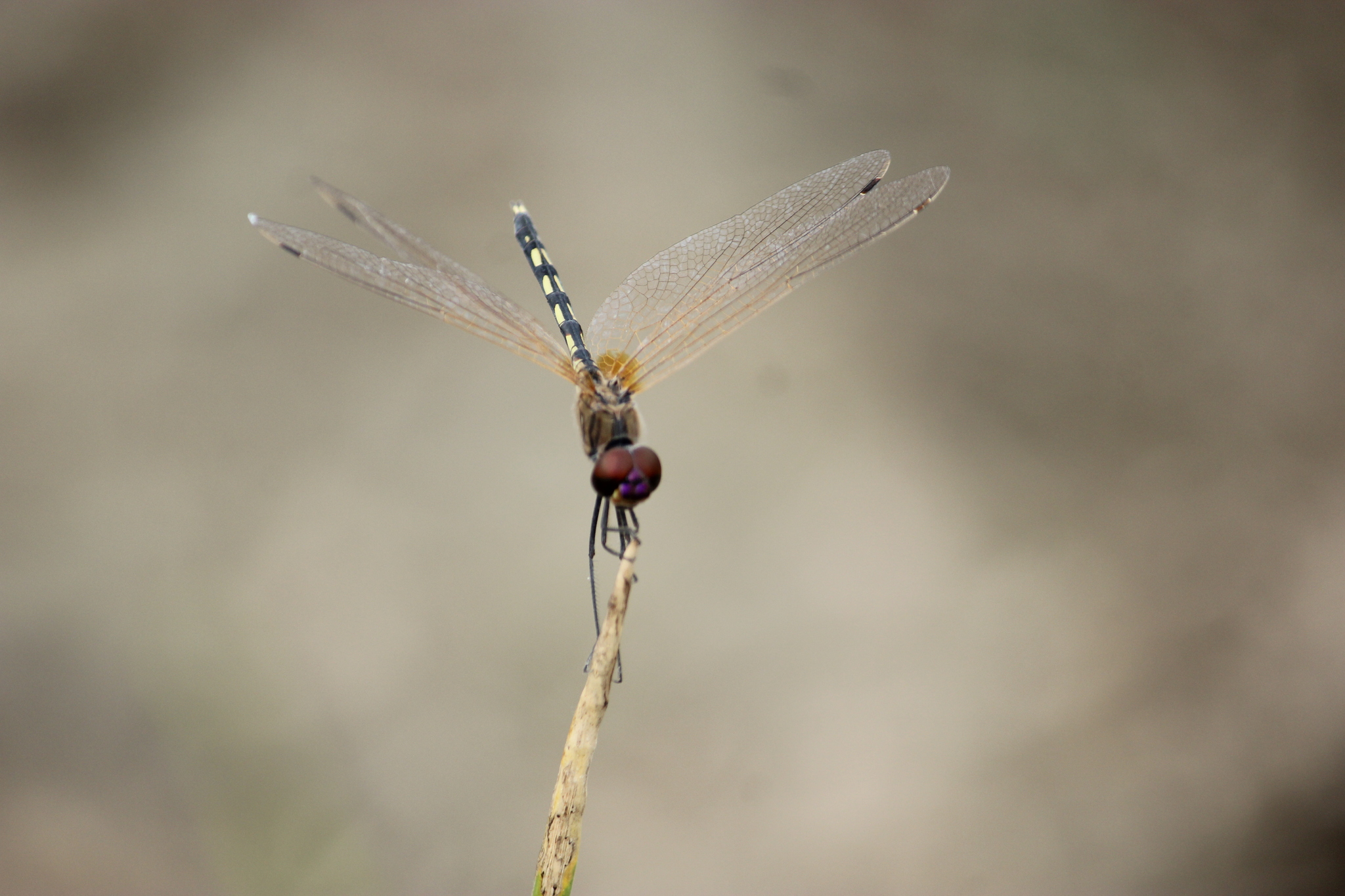 Long-Legged Marsh Glider