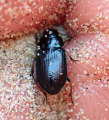 Hypharpax antarcticus