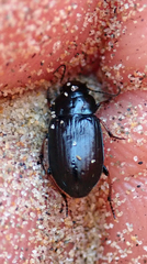 Hypharpax antarcticus