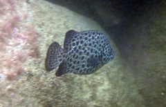 Oplegnathus punctatus