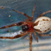 Guizygiella - Photo (c) Adit Jeyan, algunos derechos reservados (CC BY-NC), subido por Adit Jeyan