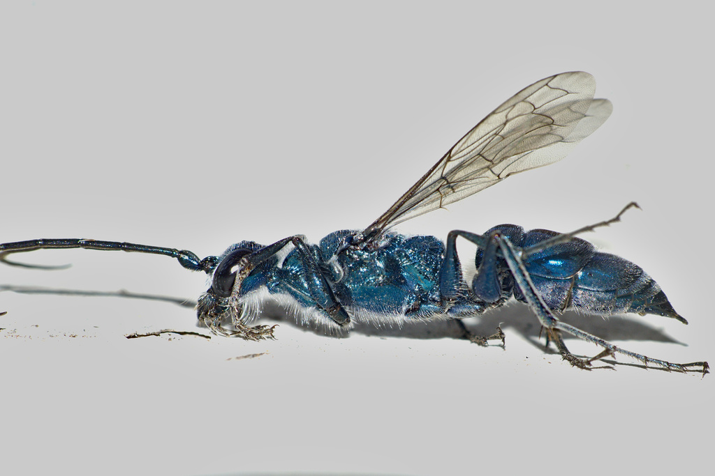Trirogma caerulea