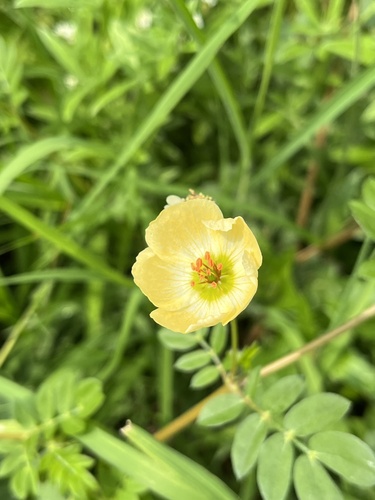 Kallstroemia rosei, photograph 4