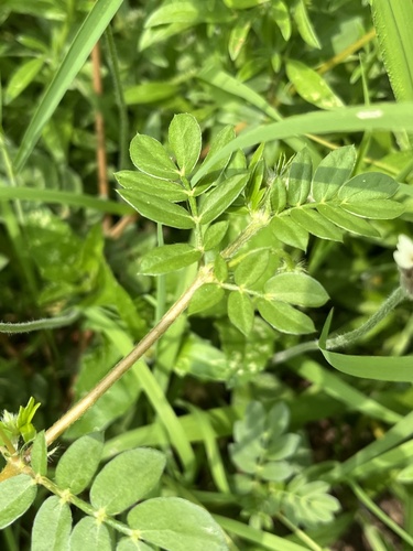 Kallstroemia rosei, photograph 6