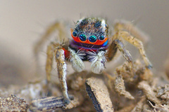 Stenaelurillus lesserti