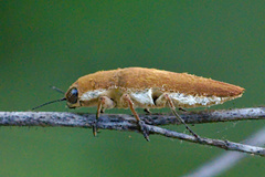 Sphenoptera