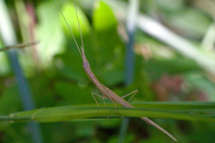 Didymocorypha lanceolata