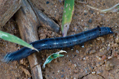 Poaphilini