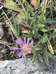 Centaurea pullata