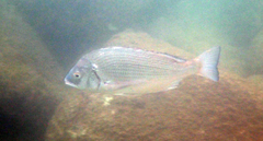Acanthopagrus schlegelii