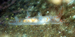 Bornella hermanni