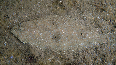 Bastard Halibut photo 4