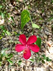 Hibiscus phoeniceus