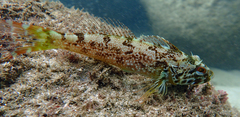Pseudoblennius percoides