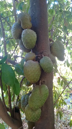 Soursop