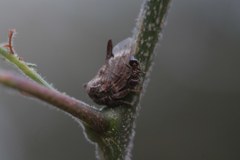 Oxyrhachis