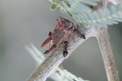 Oxyrhachis