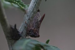 Oxyrhachis