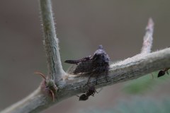 Oxyrhachis