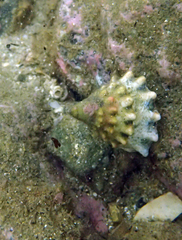 Trochus sacellum