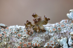 Tuckermanopsis sepincola