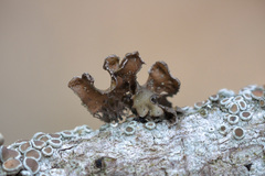 Tuckermanopsis sepincola